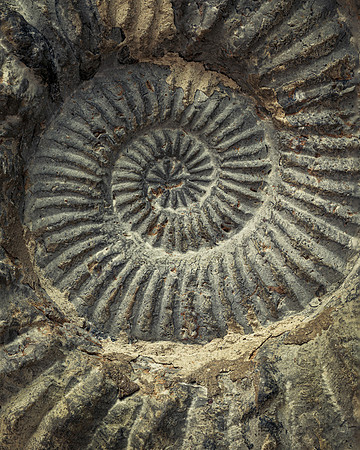 Spiral Shell