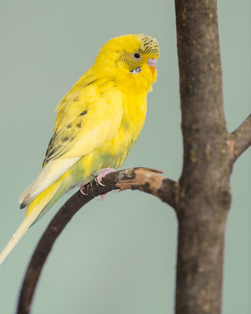 Parakeet