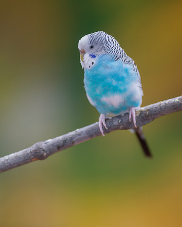 Parakeet