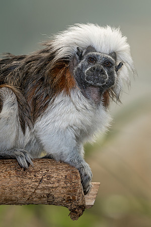 Tamarin