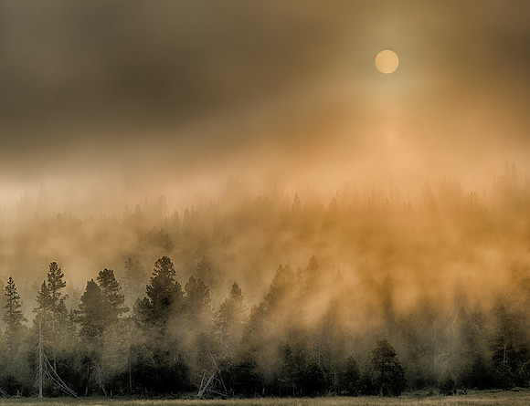 Forest sun rays