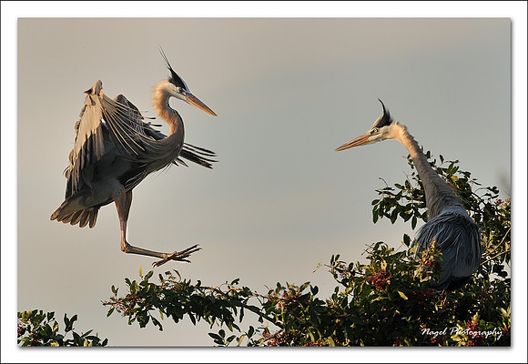 Great Blue Herons