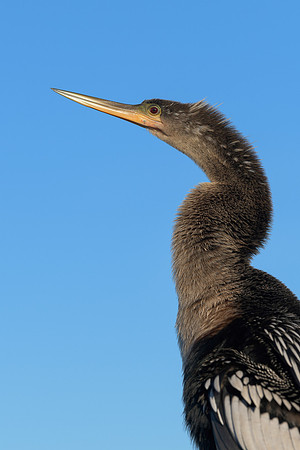 Anhinga