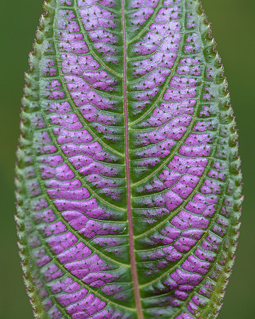 Purple leaf