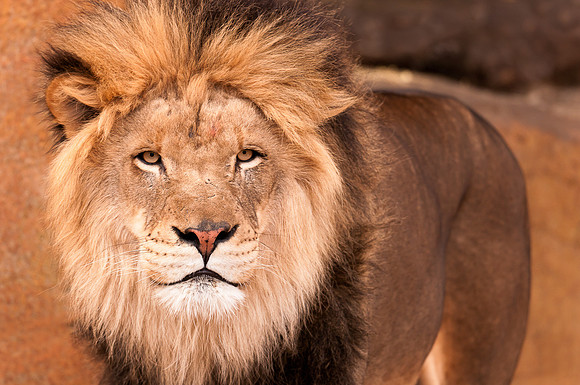 African lion