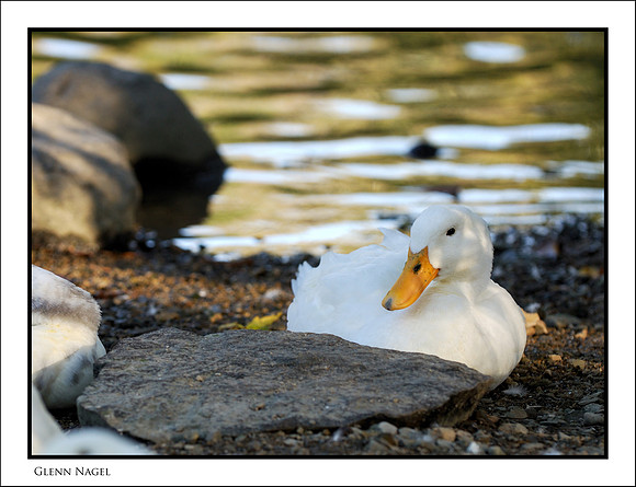 Duck on shore