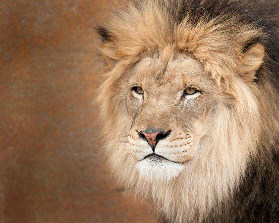 African lion