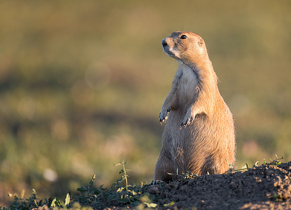 Prairie dog