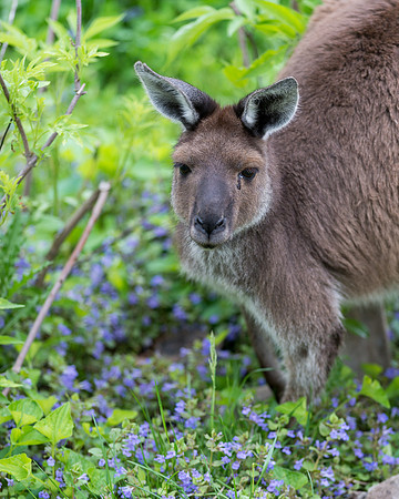 Kangaroo