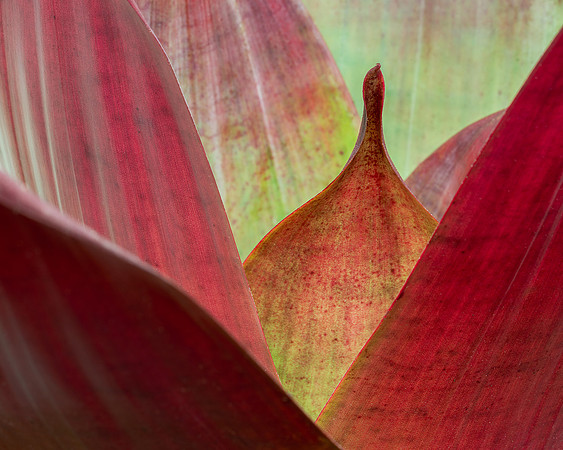 Red and purple plant