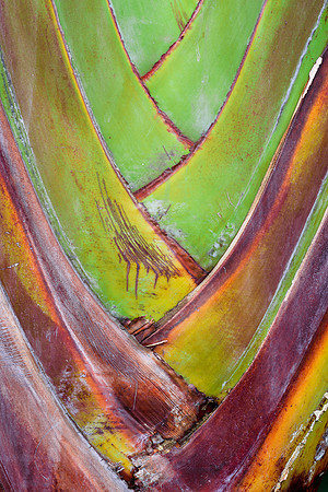 Traveler's Tree