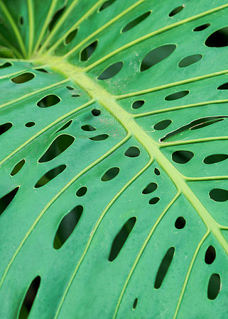 Leaves with holes