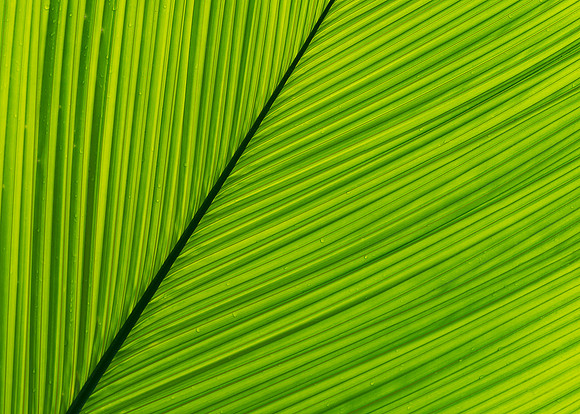 Leaf lines