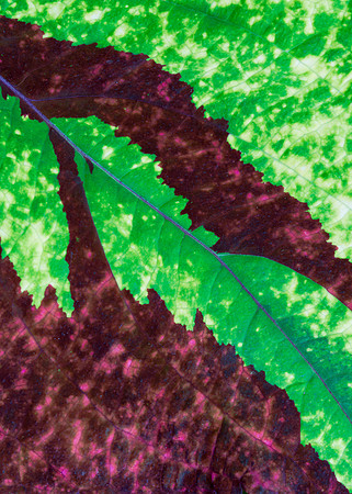 Leaf pattern
