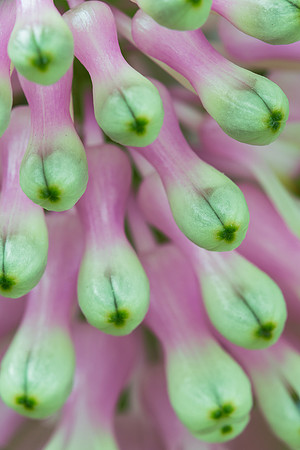 Purple and green flower