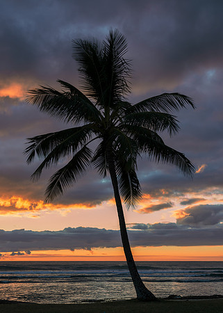 Palm tree