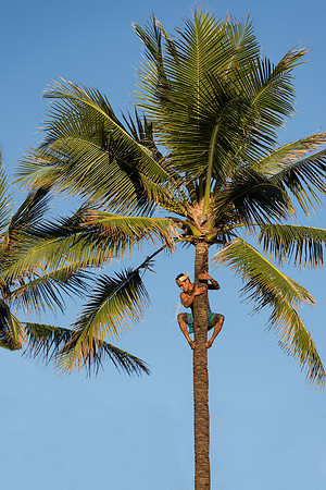 Palm tree climber