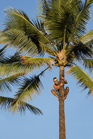 Palm tree climber