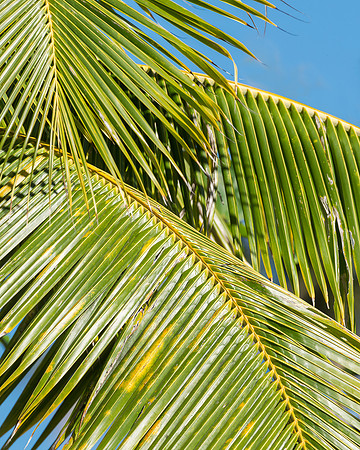 Palm leaves