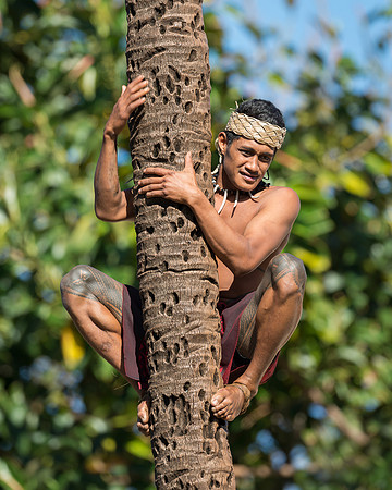 Palm tree climber