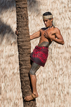 Palm tree climber