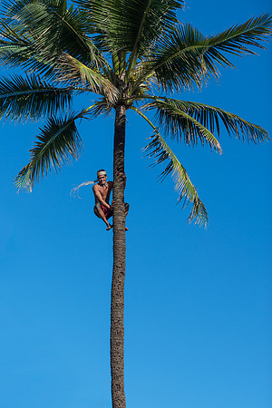 Palm tree climber