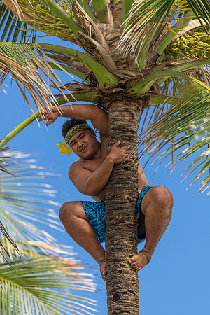 Palm tree climber