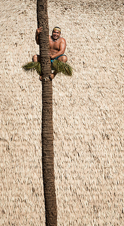 Palm tree climber