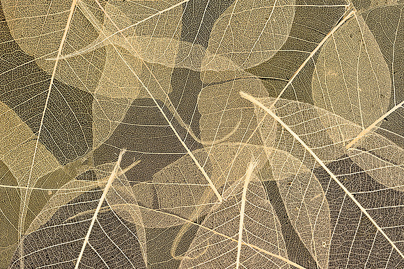 Leaves