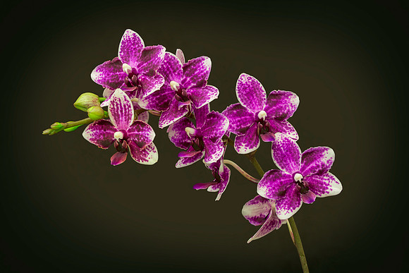 Purple orchids
