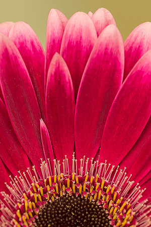Red flower