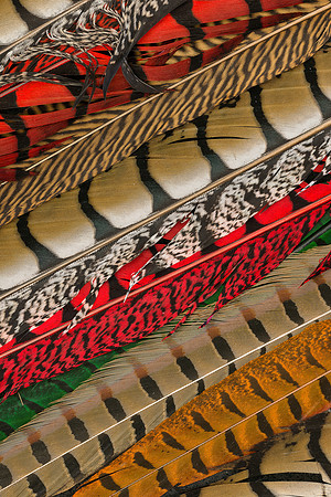 Feathers