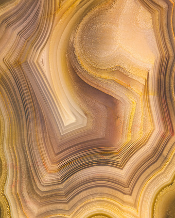 Petrified wood