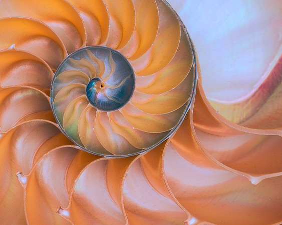 Circular sea shell