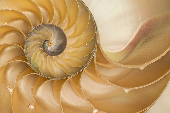 Circular sea shell