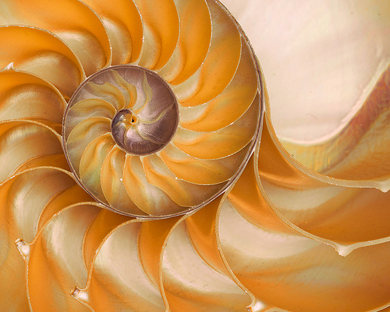 Circular sea shell