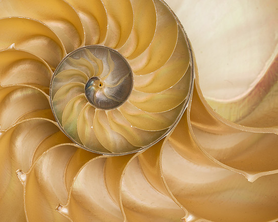 Circular sea shell