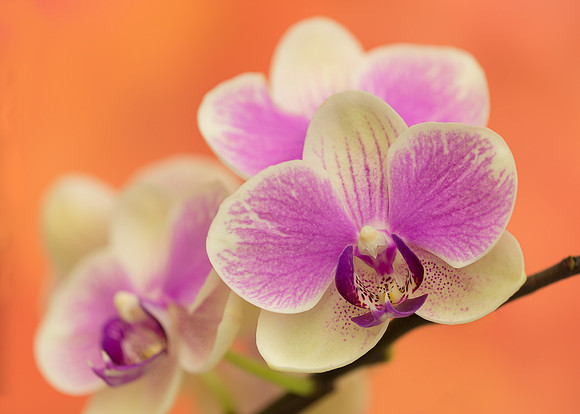 Orchids