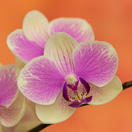 Orchids