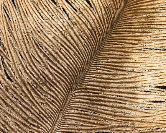 Feather