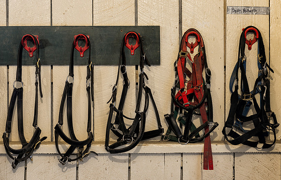 Horse harnesses