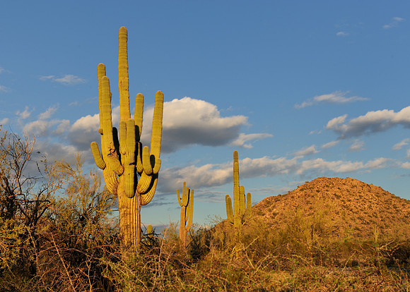 Saguaro at twilight