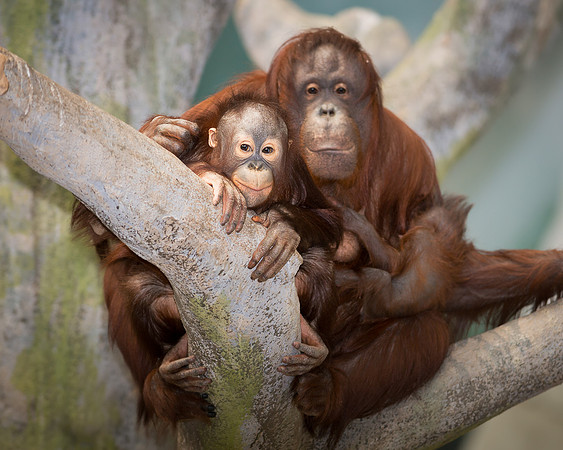 Orangutans