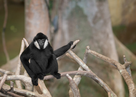 White-cheeked gibbon