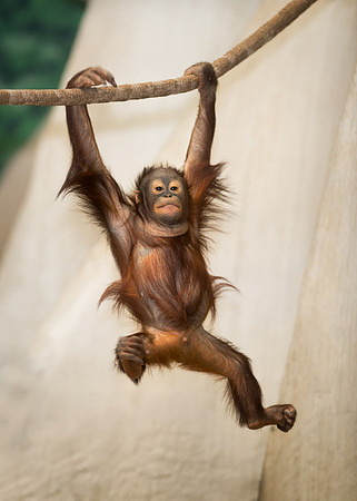 Orangutan