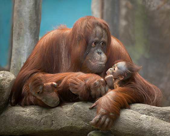 Orangutans