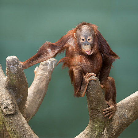 Orangutan