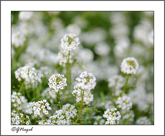 White flowers
