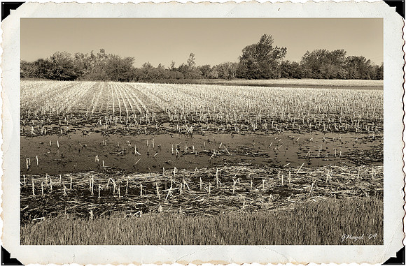 Flooded farm field