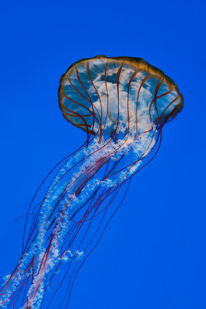 Jellyfish